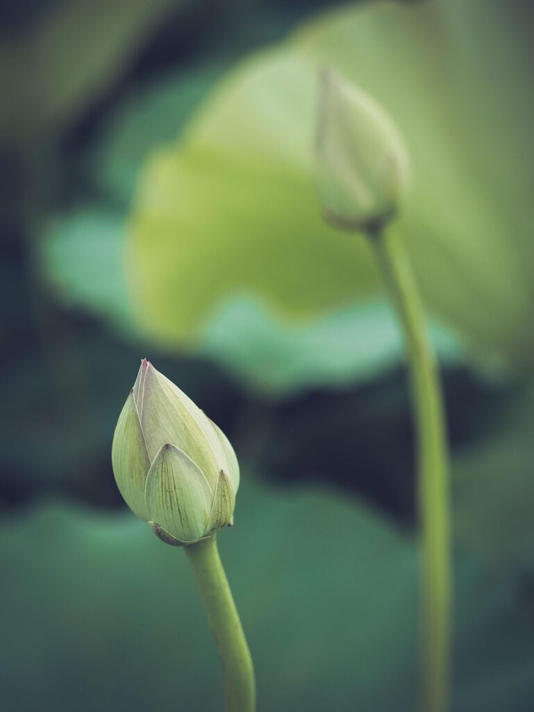 japan, nature, flower background, lotus, bud, flower wallpaper, flowers, beautiful flowers, buddhism, spiritual, kumamoto