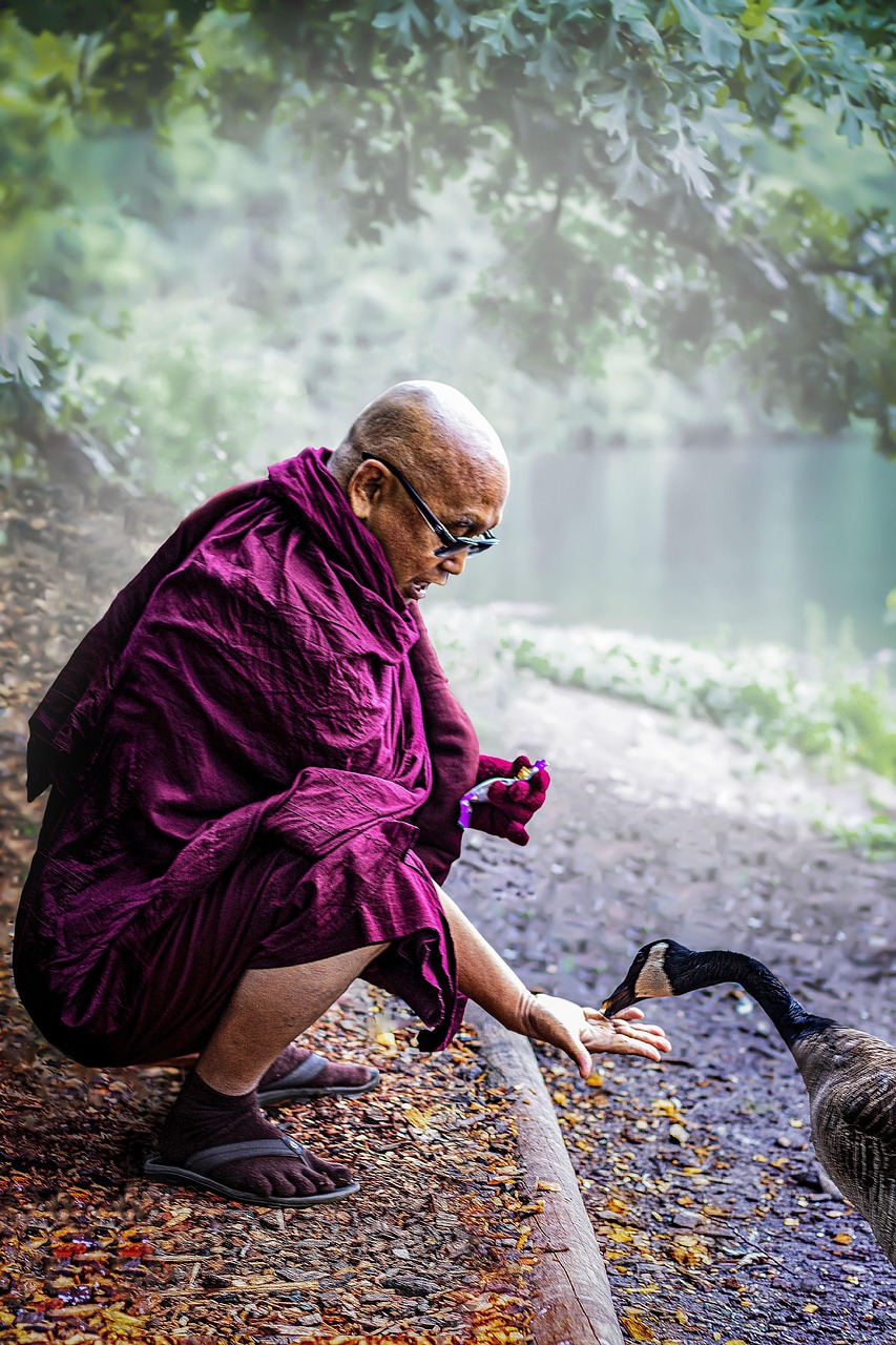 monk, theravada buddhism, bhikkhu, mahathera, feed, compassion, metta, buddhist, feeding, duck, mercy, loving kindness, asian squat, monk, compassion, mercy, mercy, mercy, mercy, mercy
