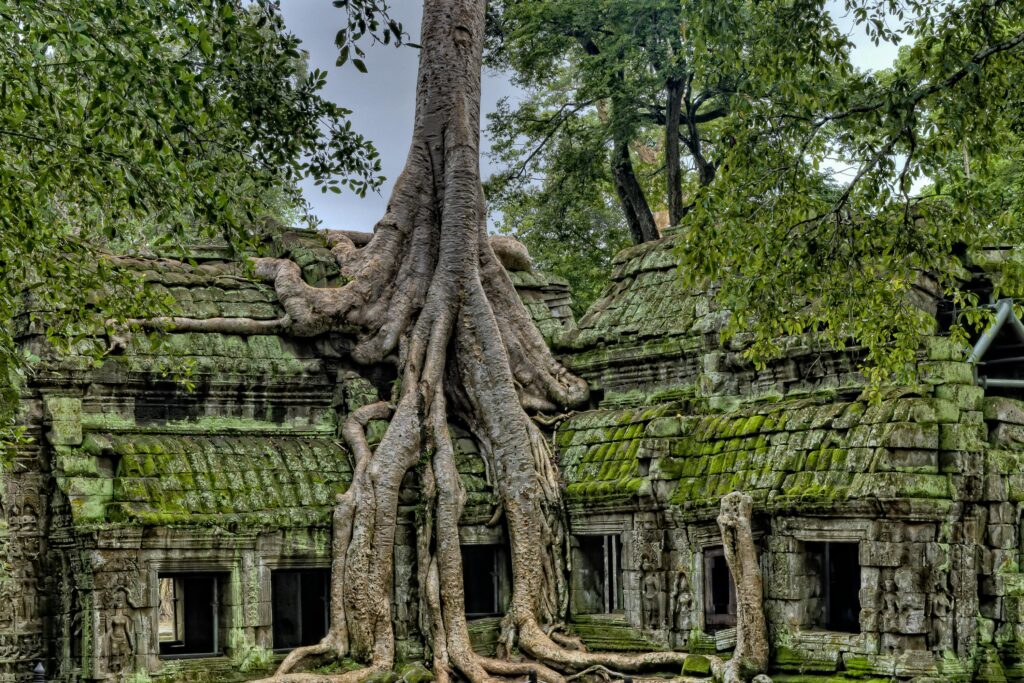 Majestic roots entwine the ancient Ta Prohm temple, a UNESCO World Heritage site in Cambodia.