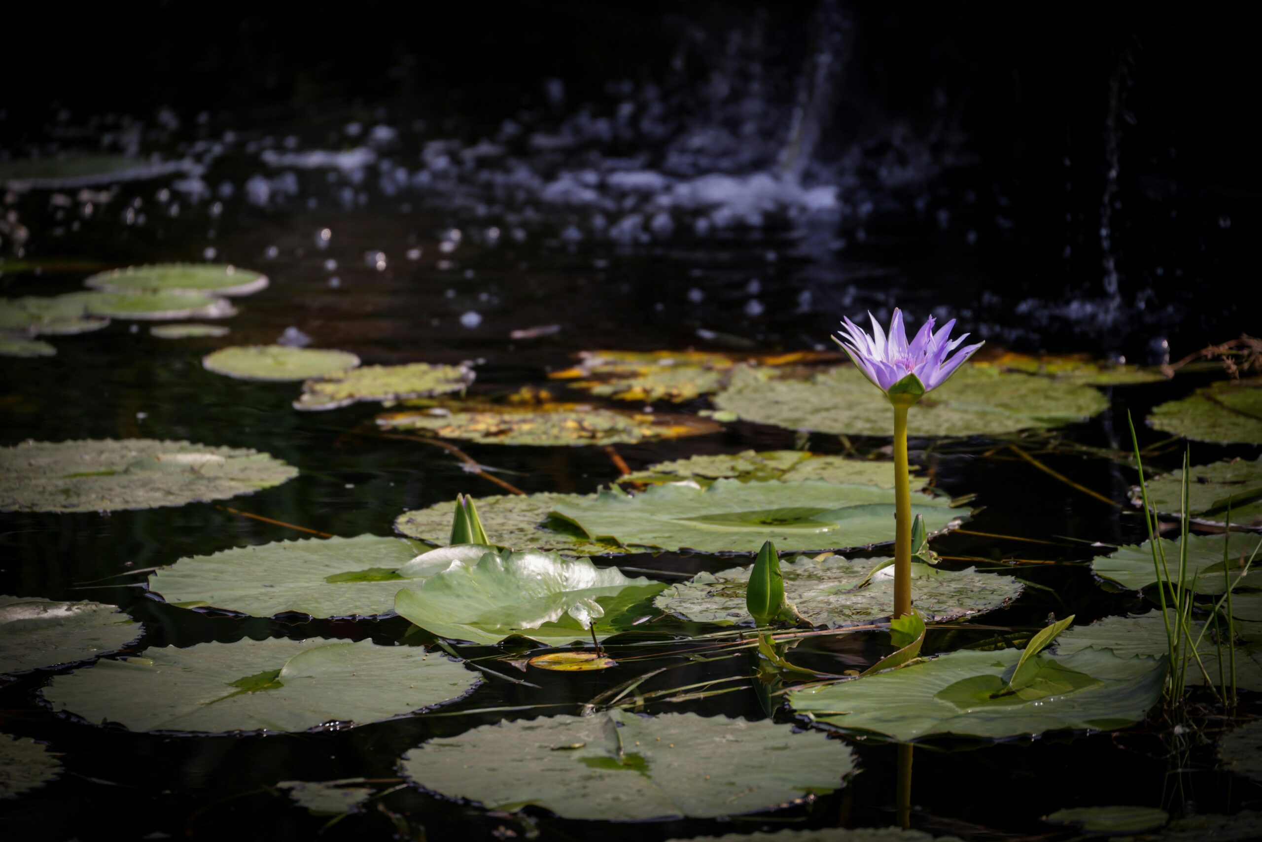 Free stock photo of garden, lily, pond
