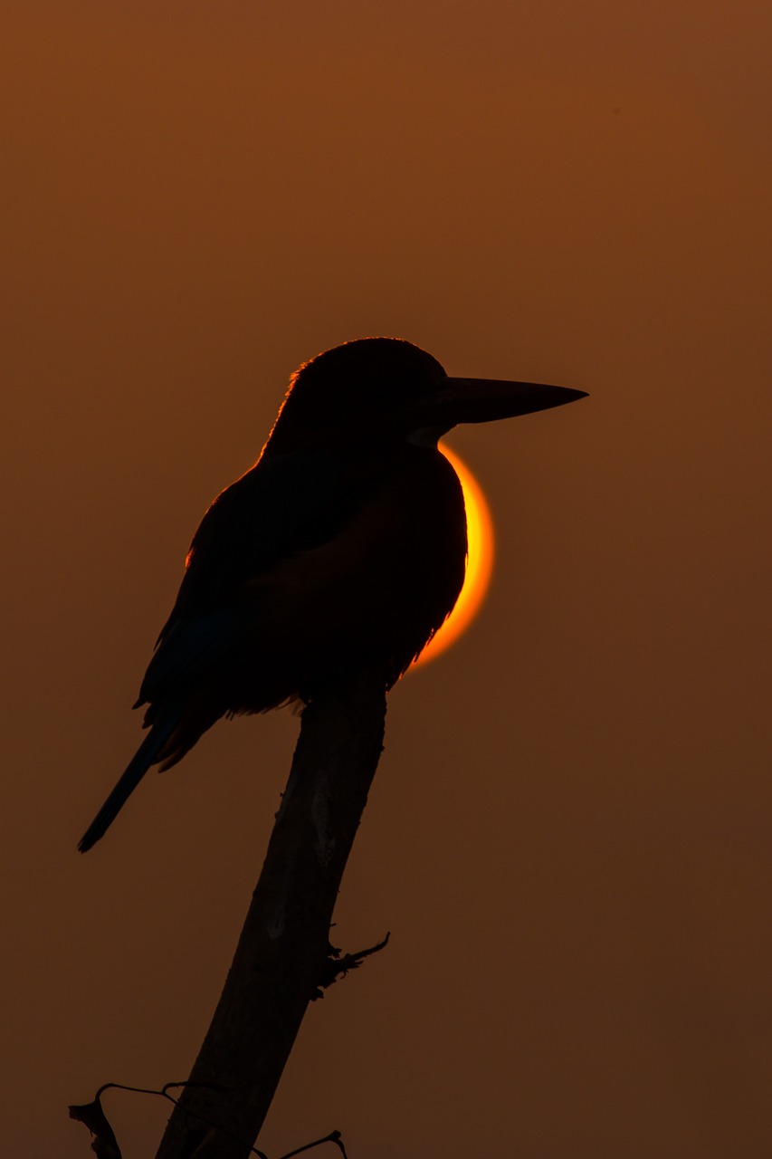 kingfisher, silhouette, eclipse, sunset, light, dark, nature, wildlife, eclipse, eclipse, eclipse, eclipse, eclipse