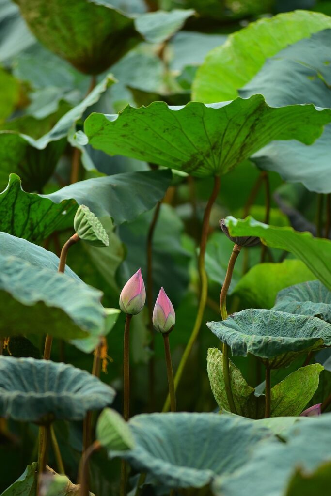 lotuses, flowers, lotus leaves, lotus flowers, pink flowers, petals, flower wallpaper, pink petals, blooming, flower background, blossoming, aquatic plant, flora, beautiful flowers, nature